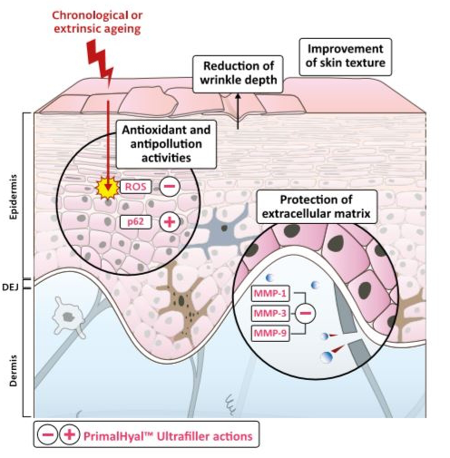 Hydratation